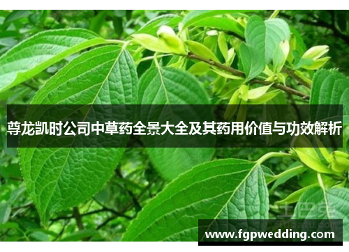 尊龙凯时公司中草药全景大全及其药用价值与功效解析