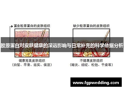 胶原蛋白对皮肤健康的深远影响与日常补充的科学依据分析