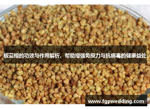 板蓝根的功效与作用解析，帮助增强免疫力与抗病毒的健康益处