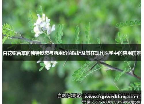 白花蛇舌草的独特形态与药用价值解析及其在现代医学中的应用前景